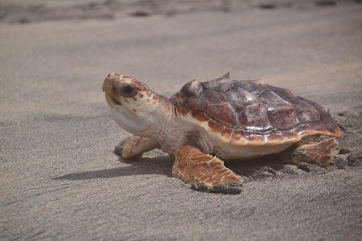 Sal Island: Sea Turtle Experience from Santa Maria - Photo 1 of 15
